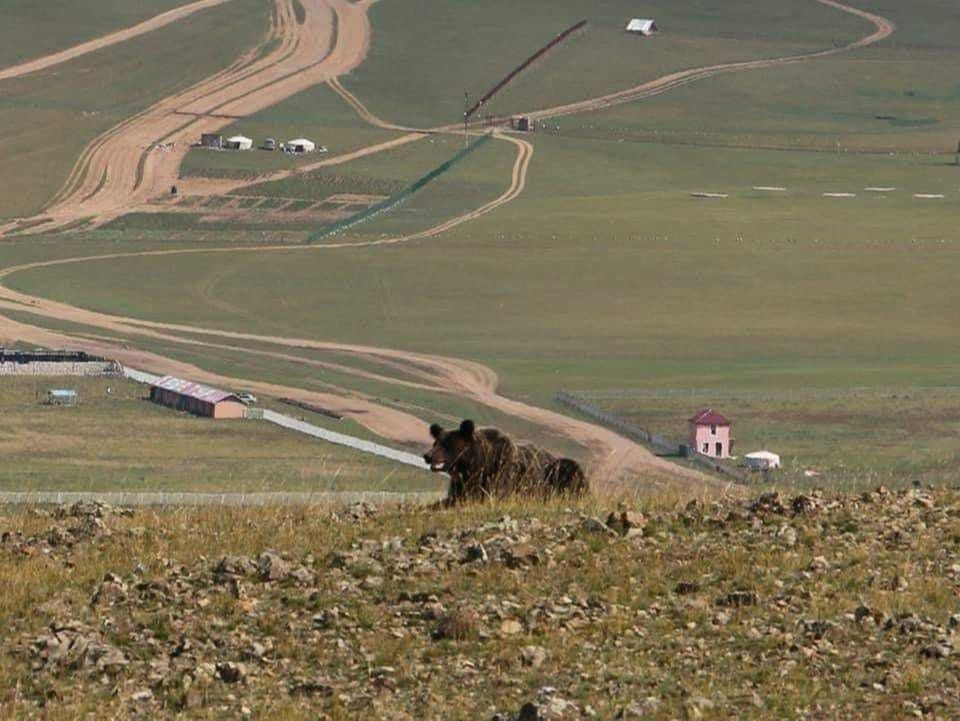 БААВГАЙ  орж ирэх  эрсдэлтэй бүсэд  ЦЭРЭГ ЦАГДАА, мэргэжлийн анчдыг байрлуулж АГНУУЛАХААР боллоо